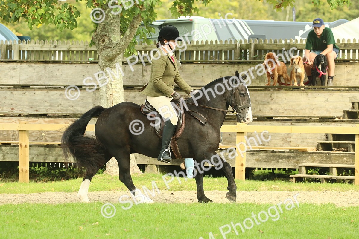 SBM_68225 - S58 - Mini Show Cob Ridden