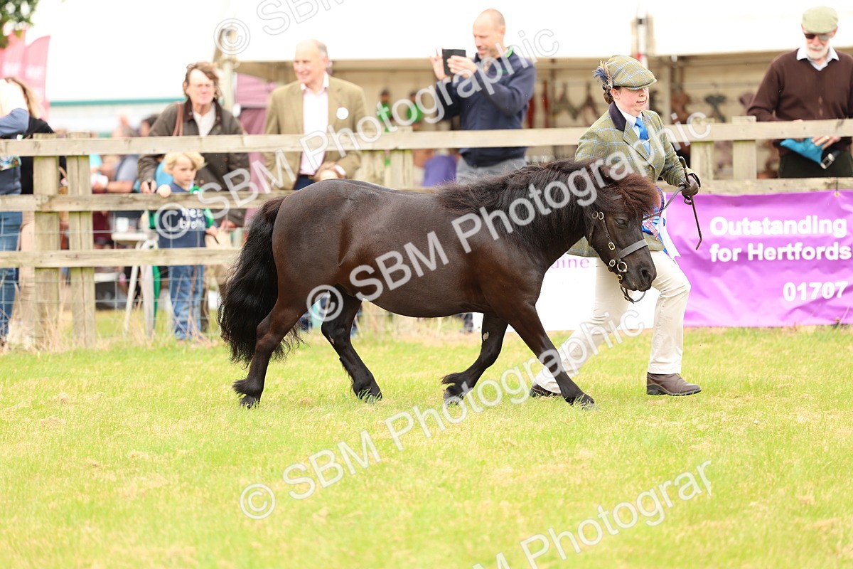 SBM_03546 - Class 58-67 - M&M Non Welsh Pony In hand