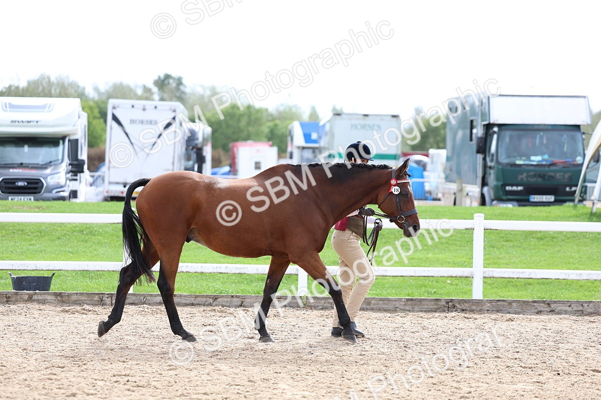 SBM_04438 - Class 26 - IH Foreign Breeds - Part Bred