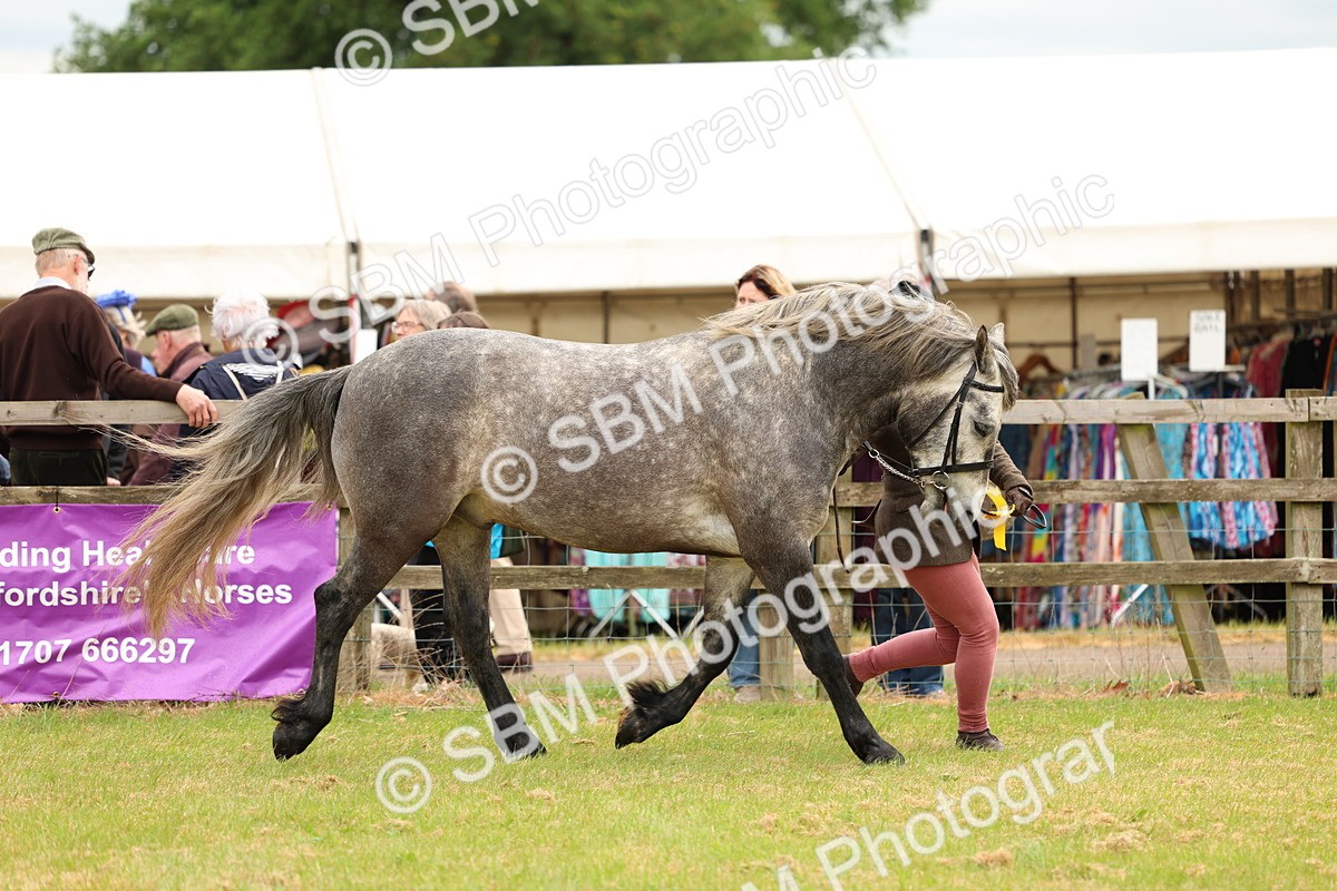 SBM_04152 - Class 64-67 - Shetland Pony In Hand