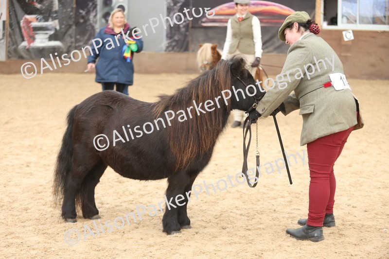 20251109-0319 - Class 13 - Mares 4 Years and Over