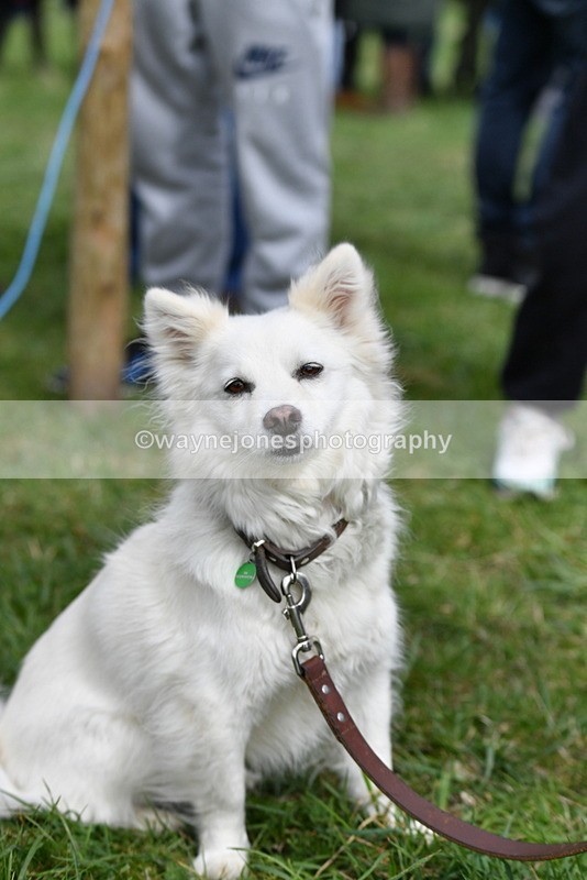 WJ5_9283 - Class 1 Best Cross Breed / Heniz 57