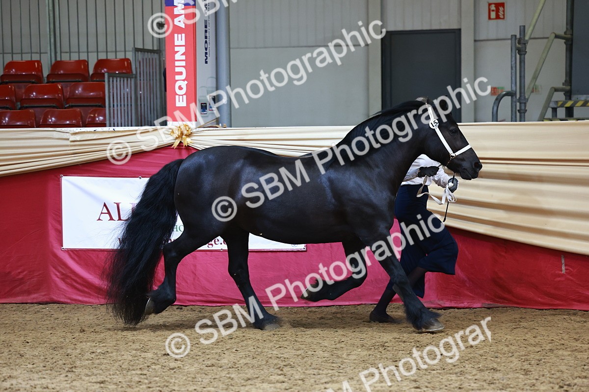 SBM_23077 - Class 903 - Supreme Final - IH Pre Vet