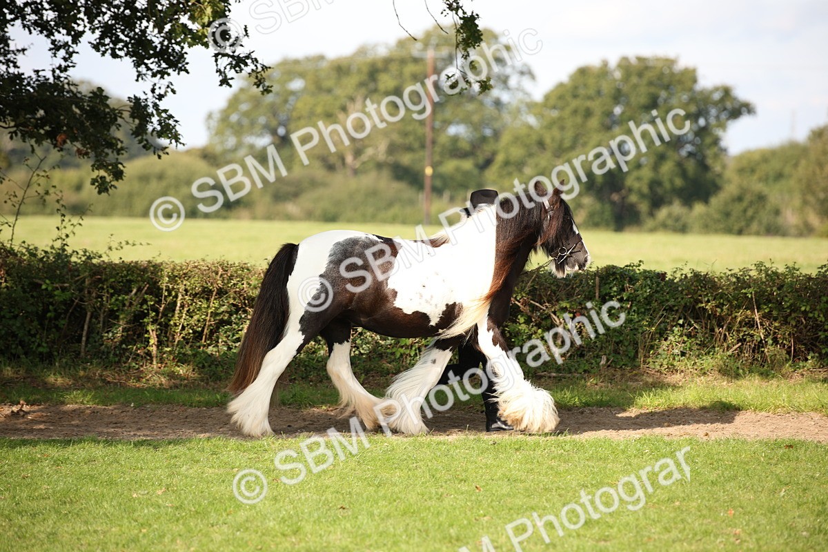 SBM_62171 - S55 - Traditional Cob In Hand