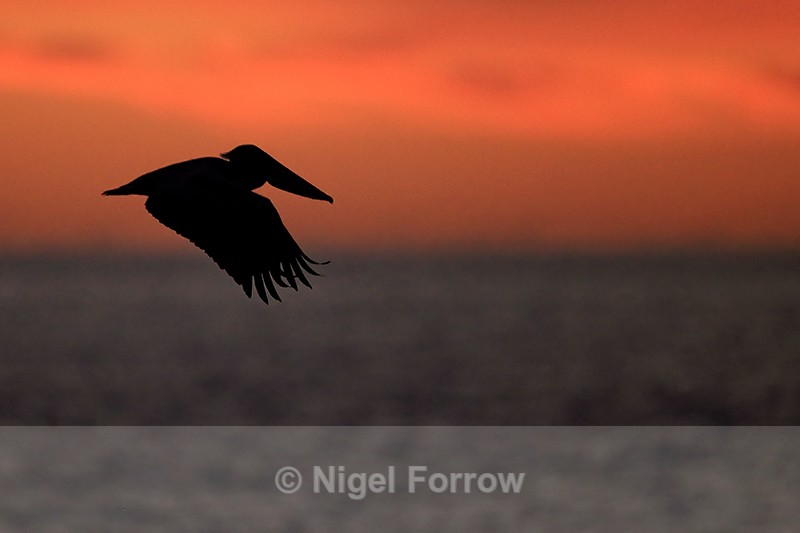 Silhouette of Brown Pelican flying, Fort De Soto, Florida - Brown Pelican