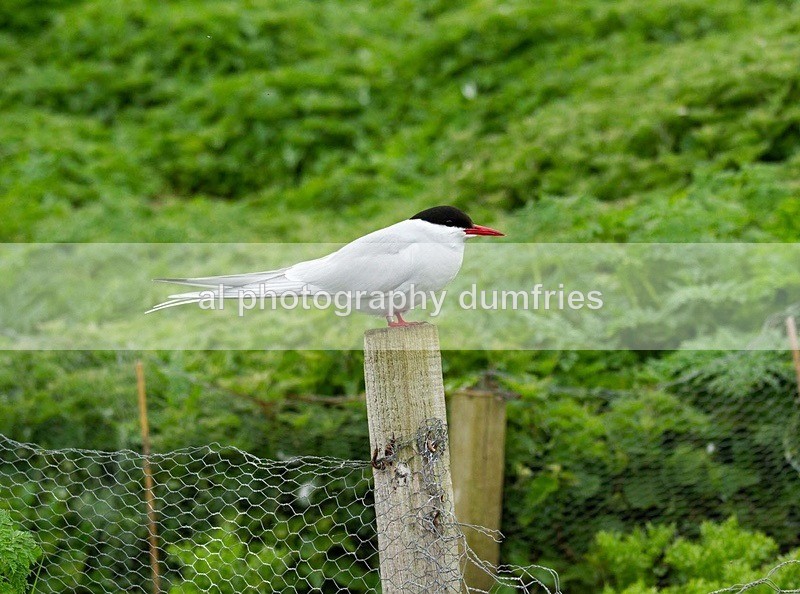 _CNP0884 - Farne Isles