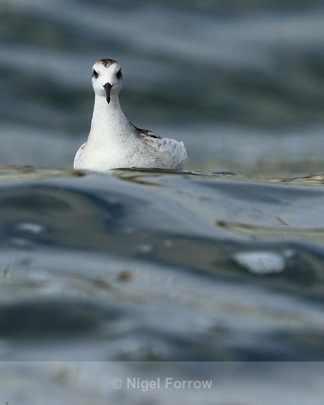 Red-necked Phalarope (juvenile) front, Farmoor - Red-necked Phalarope