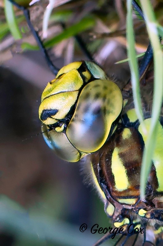 Southern Hawker Dragonfly Head - Dragonflies