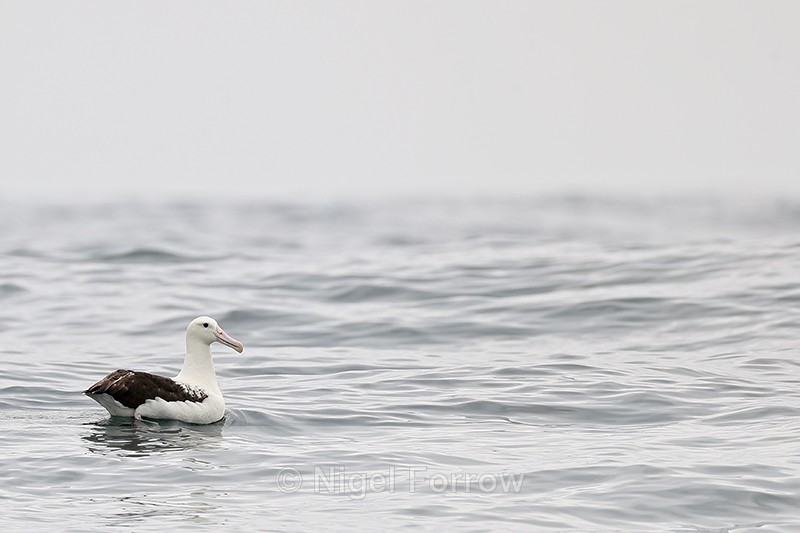 Royal Albatross resting, Pacific Ocean, Chile - Royal Albatross