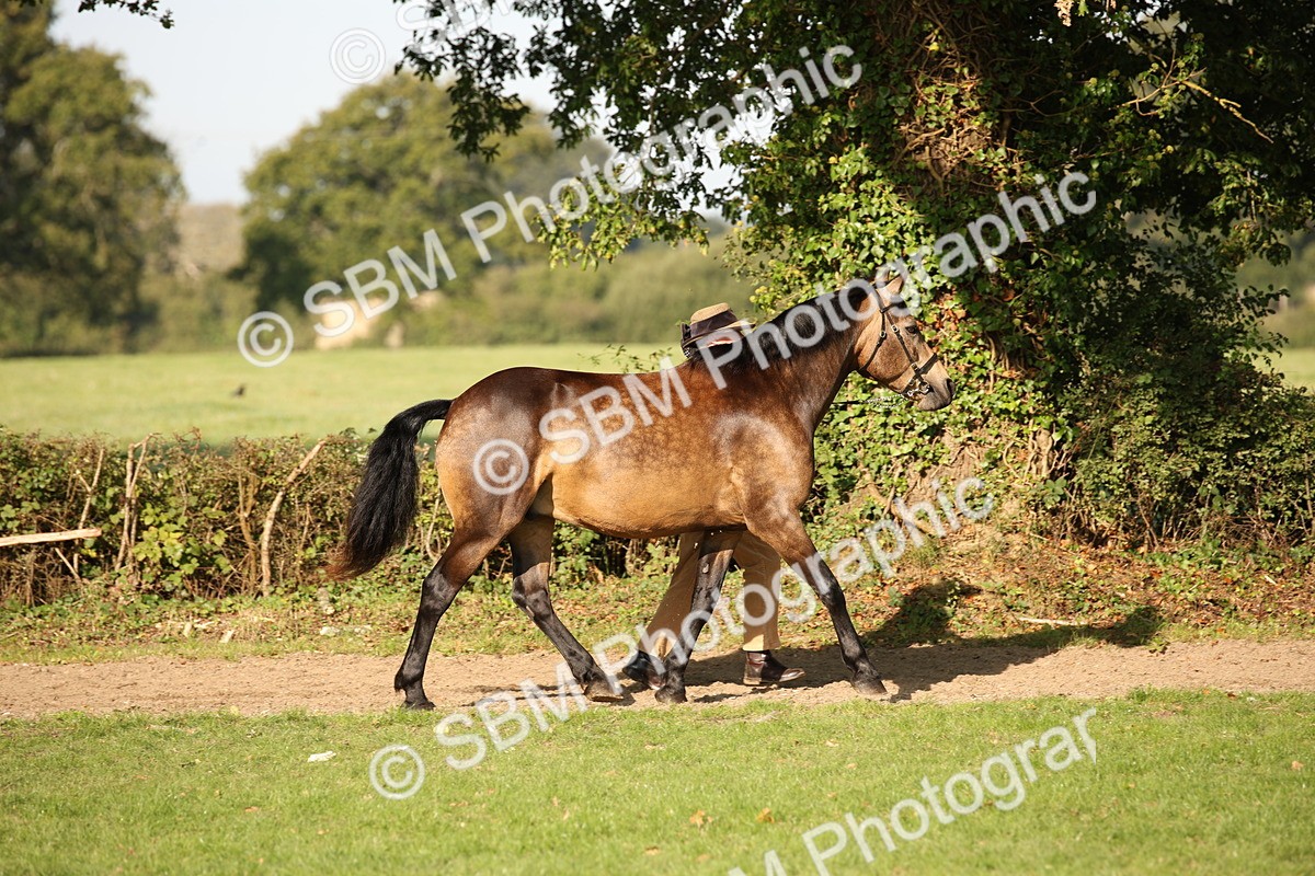 SBM_59353 - S52 - Other Coloured Horse In Hand