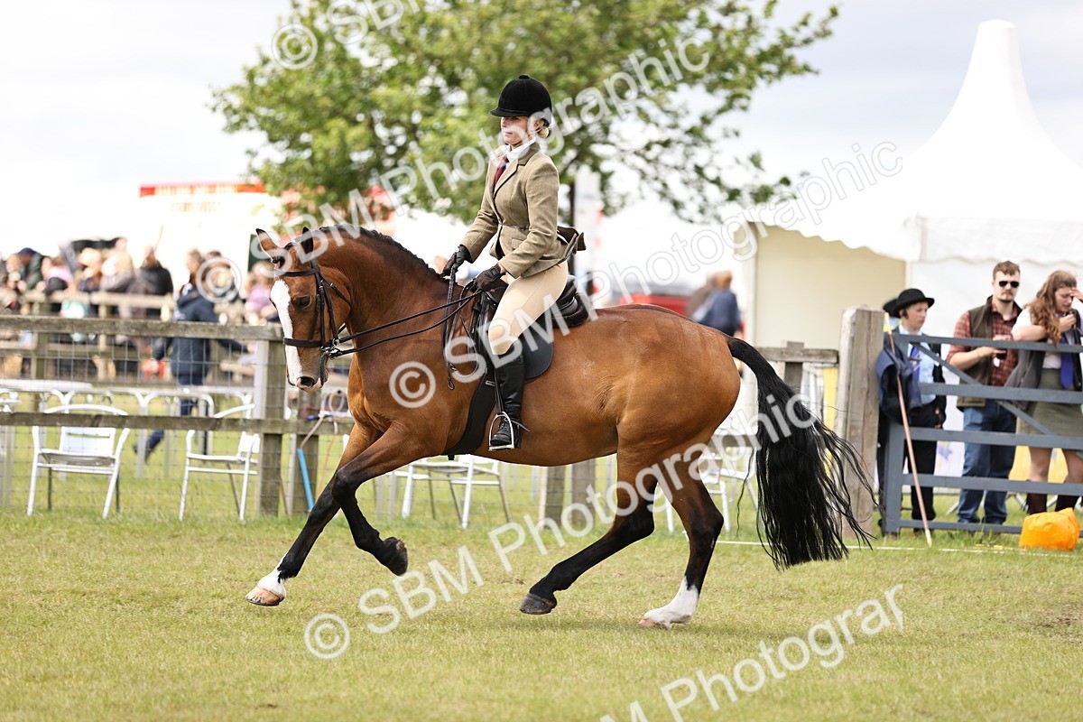 SBM_14571 - Class 88-89 - LIHS BSHA Rising Star of Ridden Hunter Type