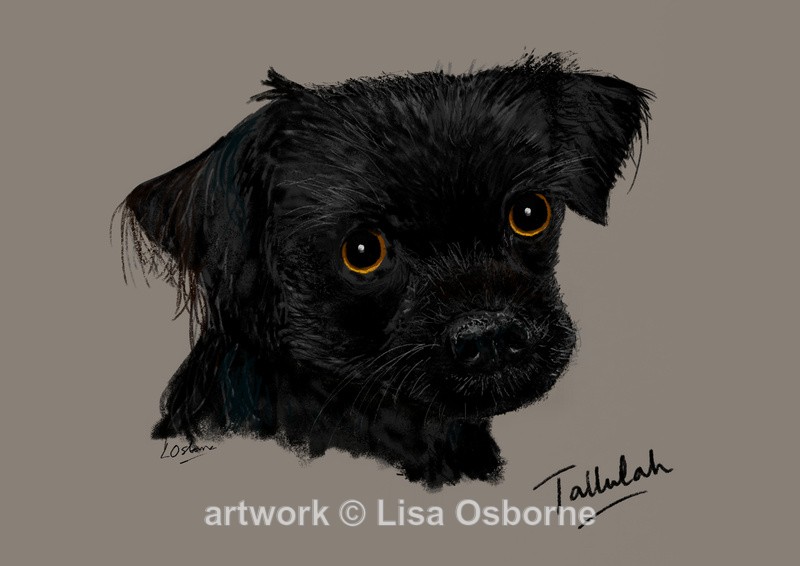 Tallulah - Pets - Dogs/Cats/Goats