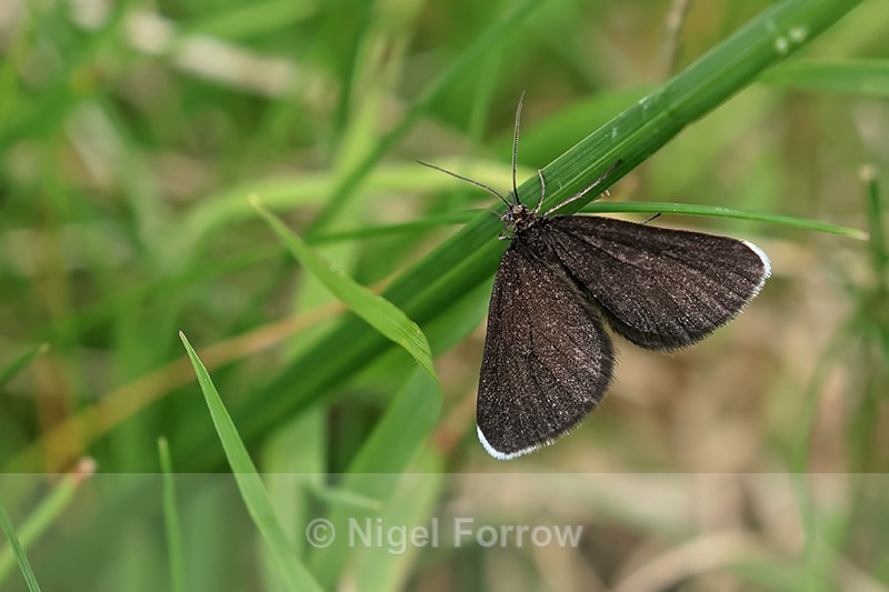 Chimney Sweeper, Yorkshire Wolds Way, near Huggate - INSECTS