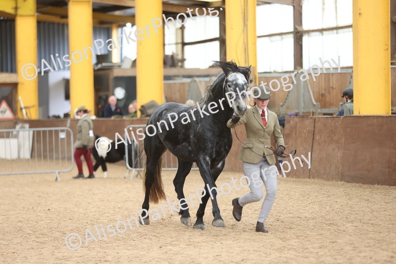 20251109-1012 - Class 27 - Stallions 4 Years and over