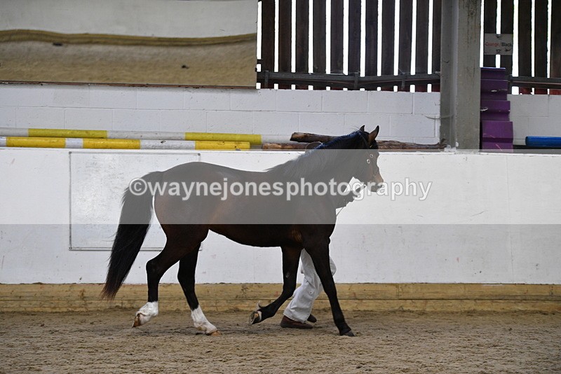 WJ5_5713 - Morning in hand Championship