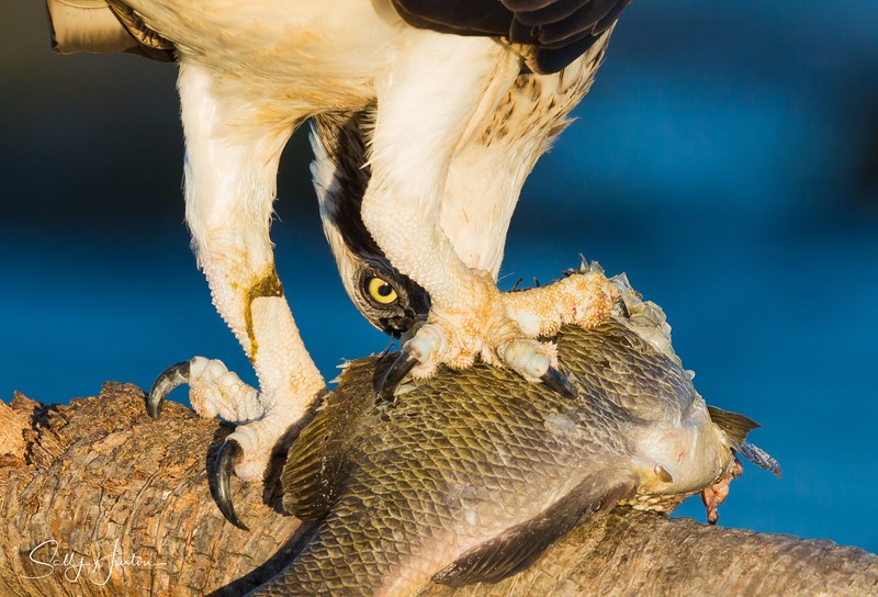 Osprey with Luderick 12