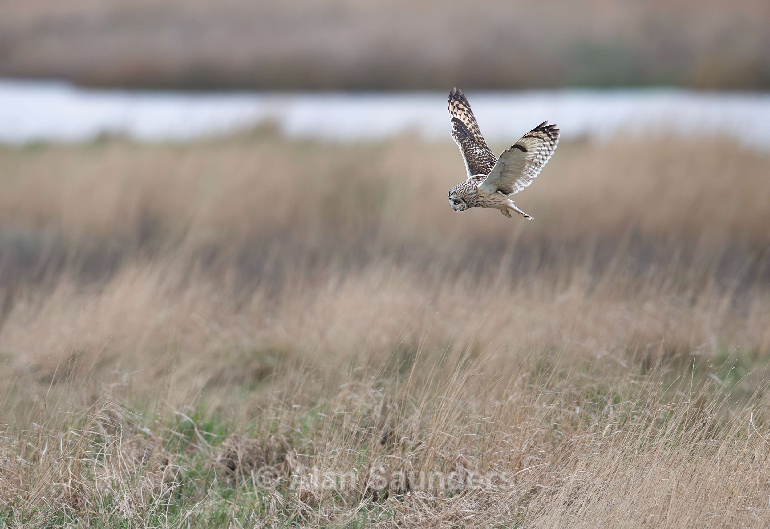 Short Eared Owl