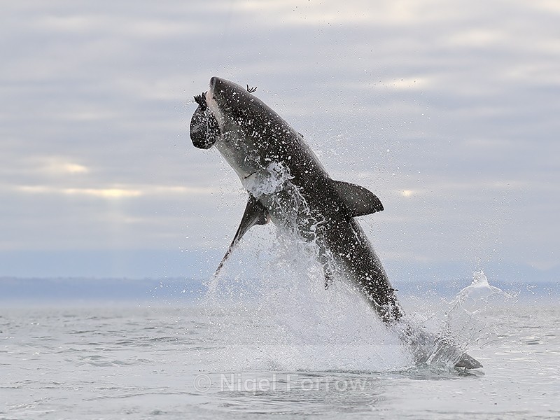Great White Shark breach (frame 2), Mossel Bay, South Africa - Breaching Great White Shark