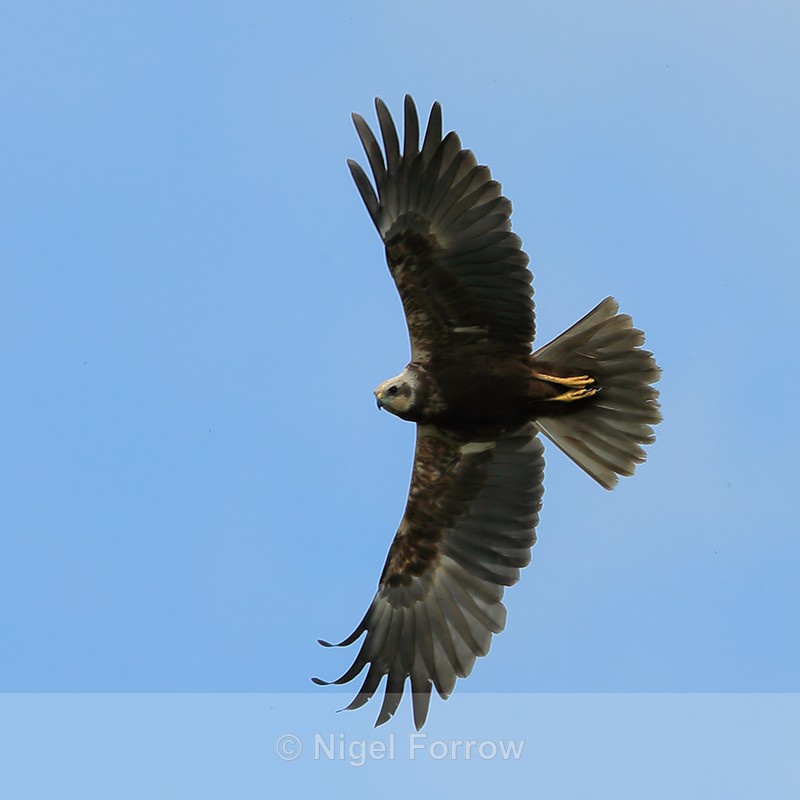 Marsh Harrier in flight, Otmoor RSPB - Marsh Harrier