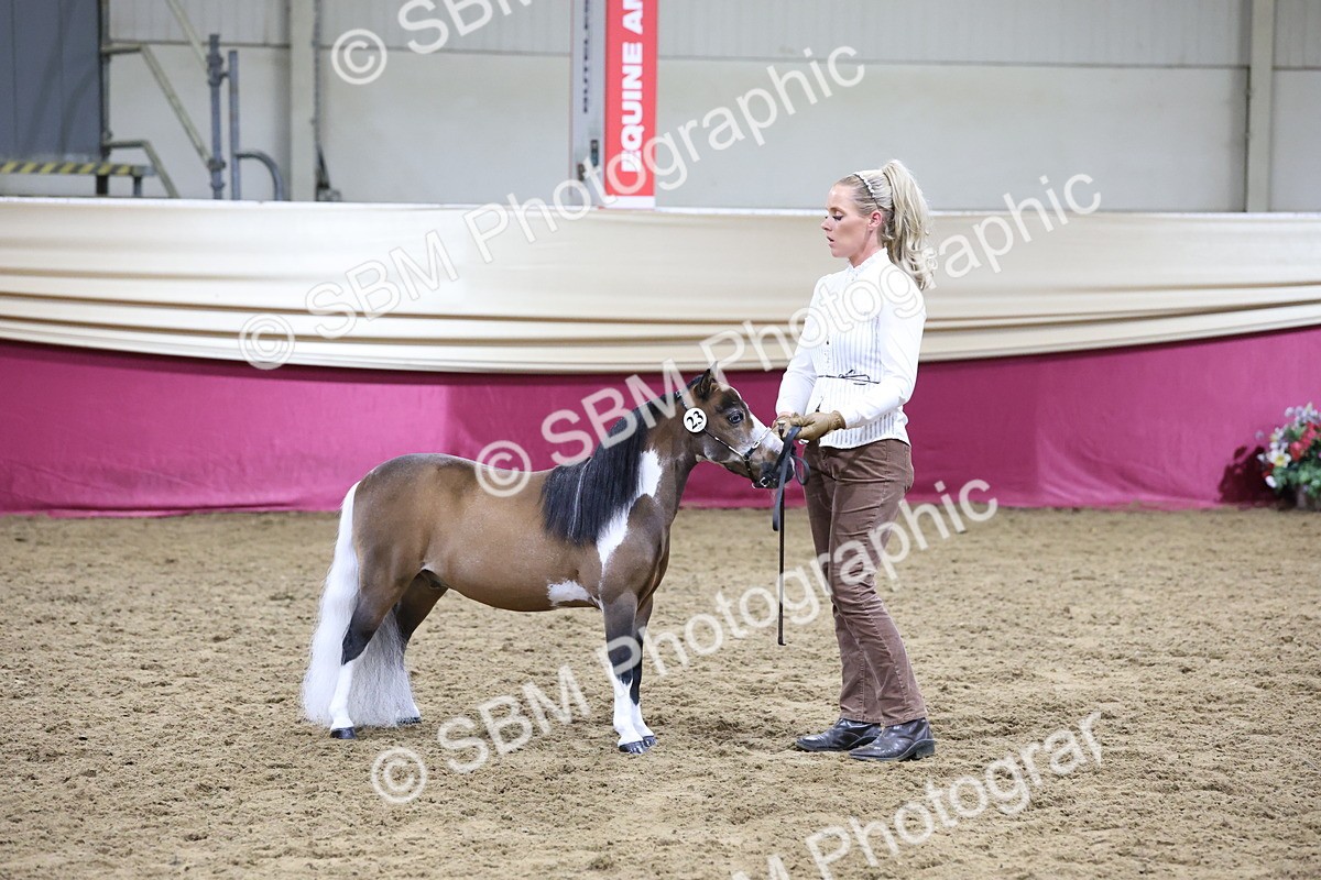 SBM_20454 - Class F - IH Small (148cm & Under)Champ
