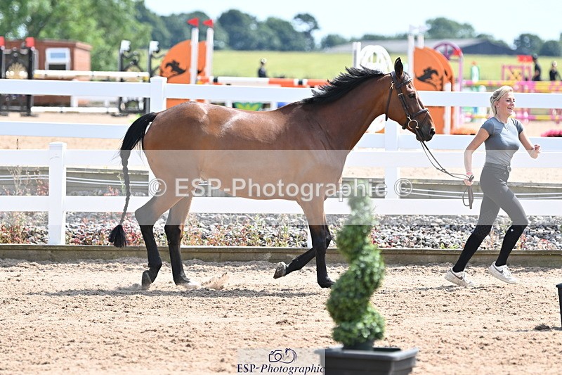 240717A-151319-02653 - Trot Up 3pm to 4pm