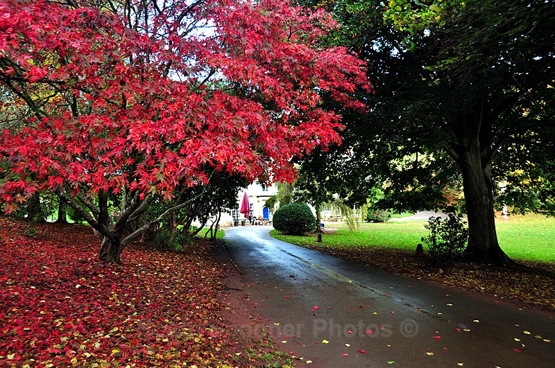 Acer in autumn at Cockington - Cockington