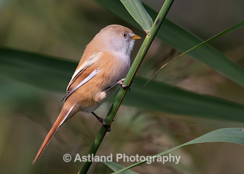 Astland Photography, Bird and Wildlife Images, Susan and Peter Wilson, U.K.