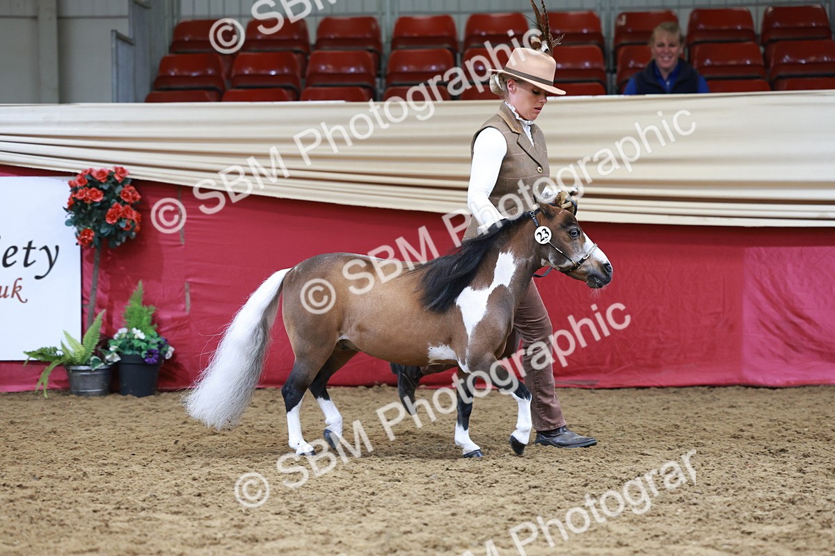 SBM_15724 - Class 110 - IH  Minature Horse