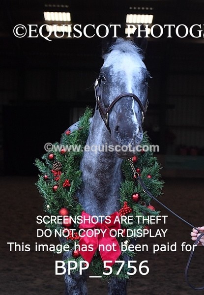 BPP_5756 - Marion West pony 2