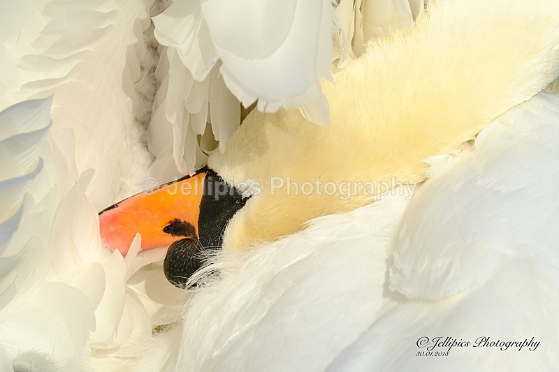  - Wildlife and Nature