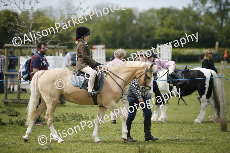 20260426-2129 - Class 9 - Handsomest Gelding
