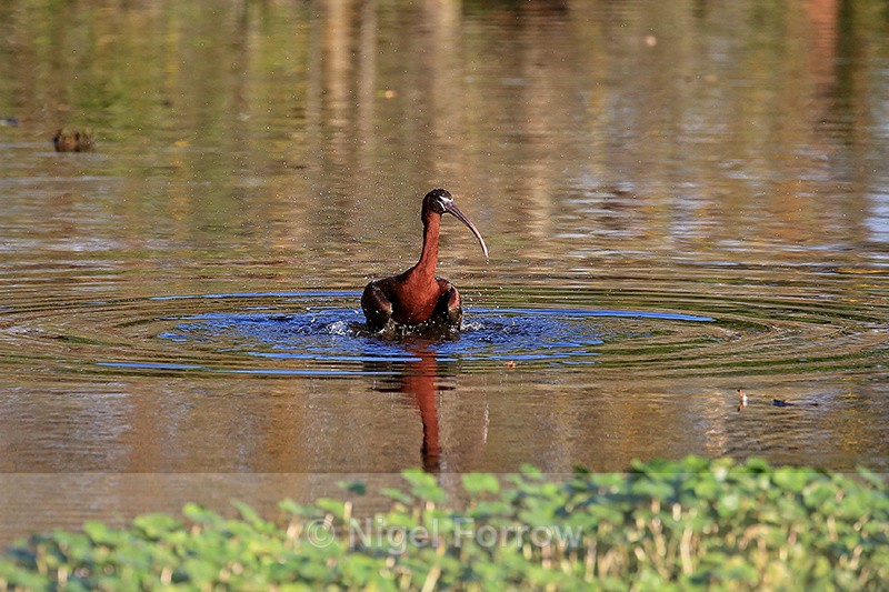 Glossy Ibis bathing, Wakodahatchee Wetlands, Florida - Glossy Ibis