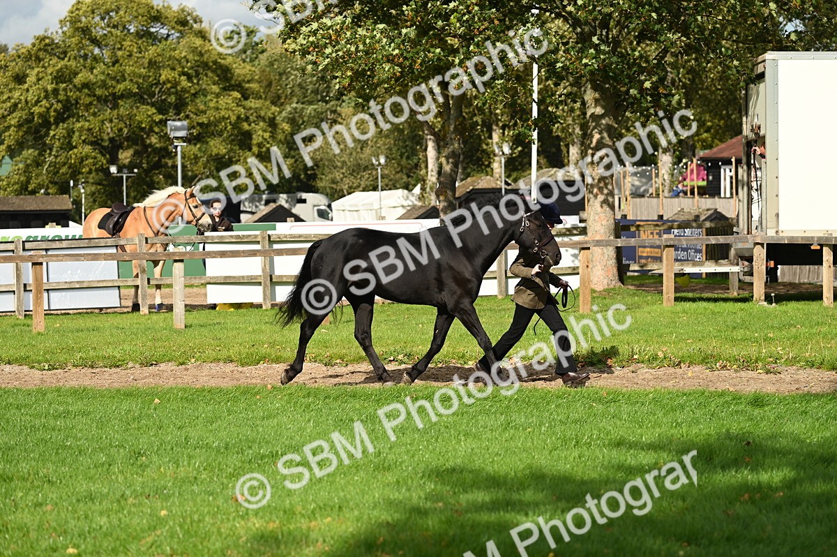 SBM_24967 - S5 - Novice & Newcomer In hand