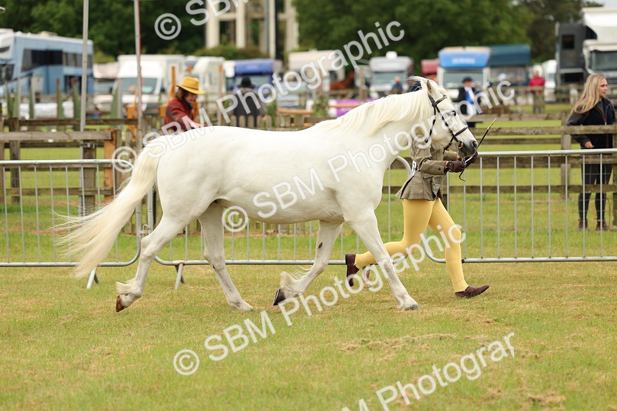 SBM_04175 - Class 64-67 - Shetland Pony In Hand