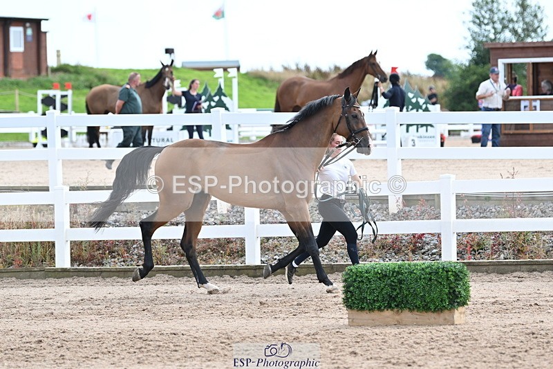 240717A-142742-02070 - Trot Up 2pm to 3pm - This folder is not in time order