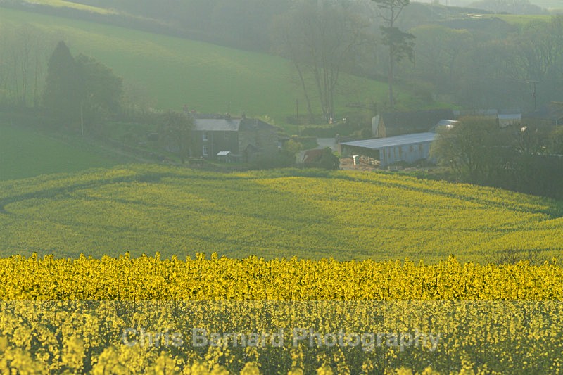  - Rapeseed Fields
