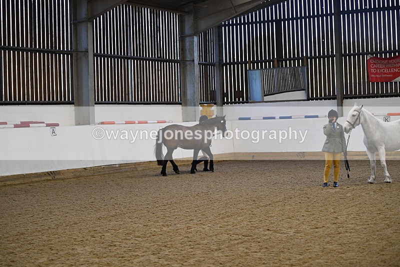 WJ5_3572 - Class 5 In Hand Veterans