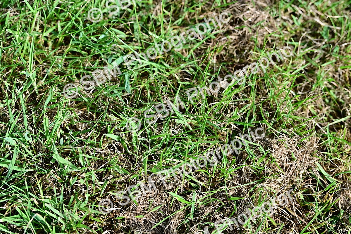SBM_01021