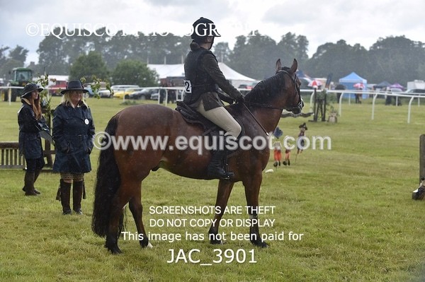 JAC_3901 - 55cm WORKING HUNTER