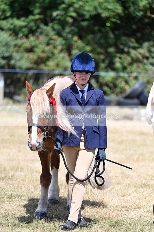 WJ7_2243 - Class 5 Most Handsome Gelding (up to 14.2hh) in hand