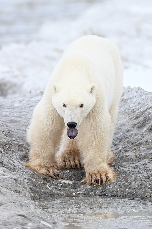 Polar Bear showing tongue, Churchill, Canada - Polar Bear