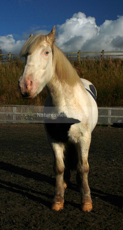 Horse Edited 22 of 68 Done - Pet Photography