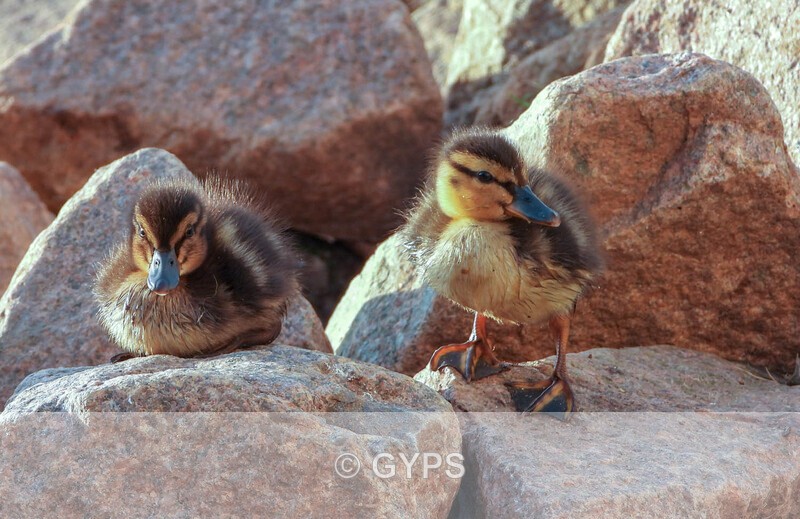 2 Little ducks Hunstanton by Kath Wright - New Members Work