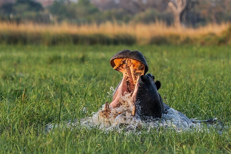 And open wide - Botswana Wildlife