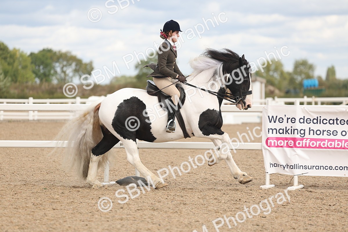 SBM_14753 - Class 308 - Ridden Coloured Horse