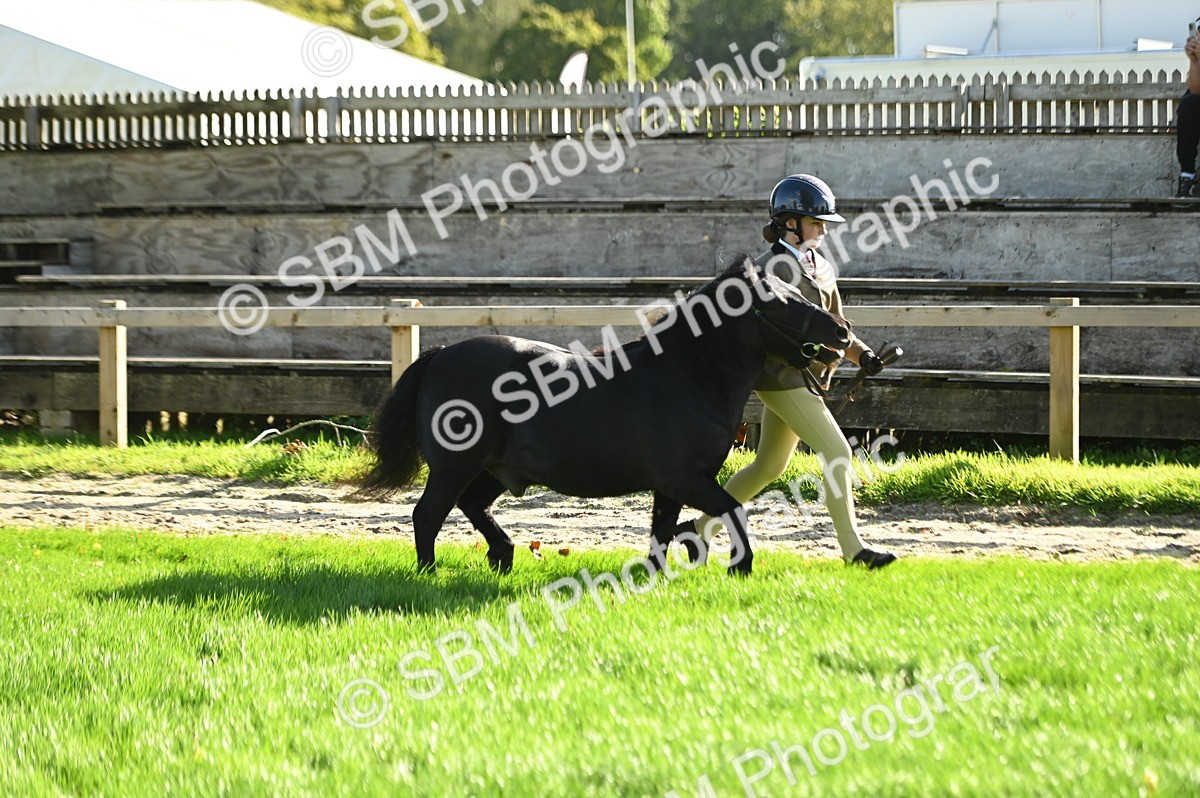 SBM_15842 - S1 - TSR in Hand Horse & Pony Showing