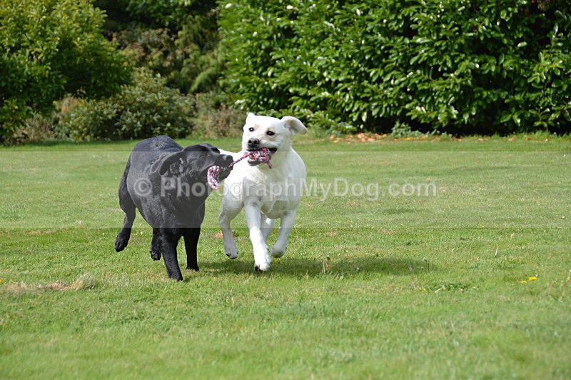  - Yellow and Black Labradors