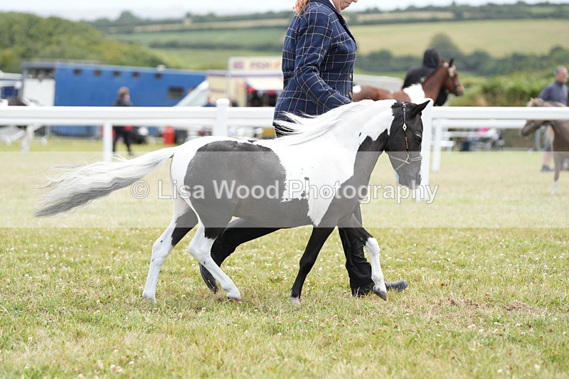 DSC06486 - Class 56: Miniature Horse 1, 2 & 3yr olds