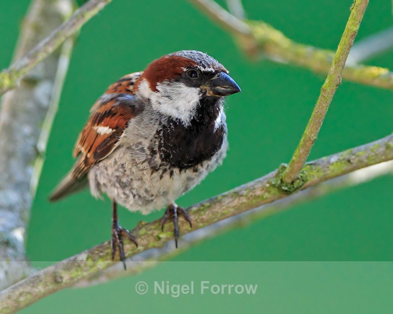 House Sparrow (male) perched on a branch - House Sparrow