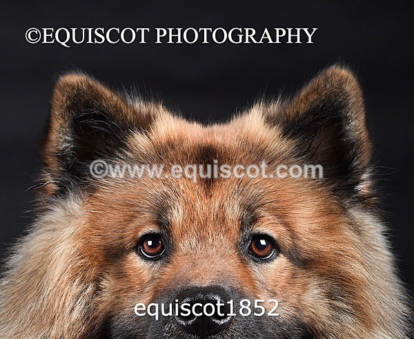 equiscot1852 - THEO